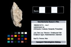 Foto (Objekt + Etikett) von Laeviprosopon sp.  (NHMW-GEO-1990-0041-4715)